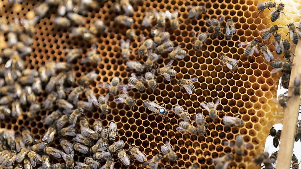 Ende April wurden in Schmitten FR 40'000 Bienen gestohlen. (Symbolbild)