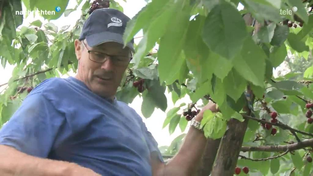 Warum ein Chriesi in Zug eben nicht nur eine Frucht ist