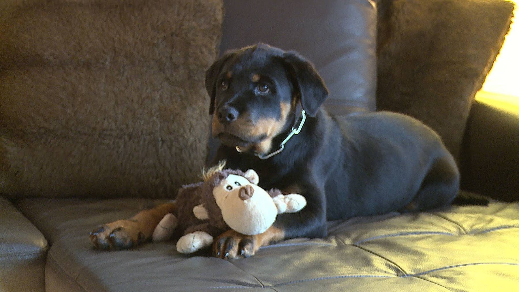 Thumb for ‹Polizist auf vier Pfoten: Chillen auf dem Sofa›