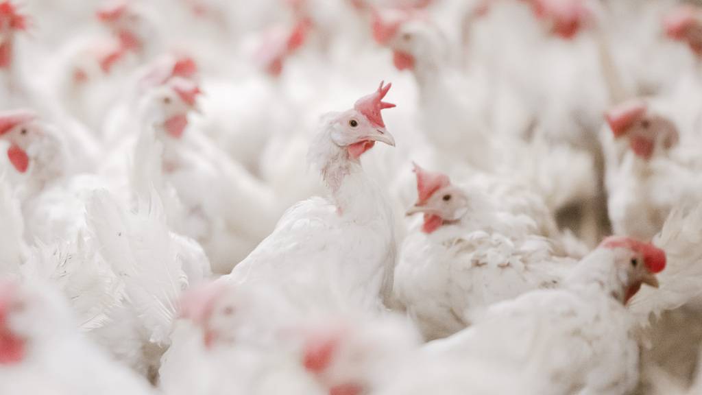 Um zu verhindern, dass Hühner mit dem Vogelgrippevirus angesteckt werden, müssen Geflügelhalter am südlichen Baldeggersee ihre Tiere speziell schützen. (Symbolbild)