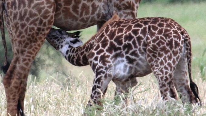 Giraffenbabys mit grossen Flecken haben grössere Überlebenschancen