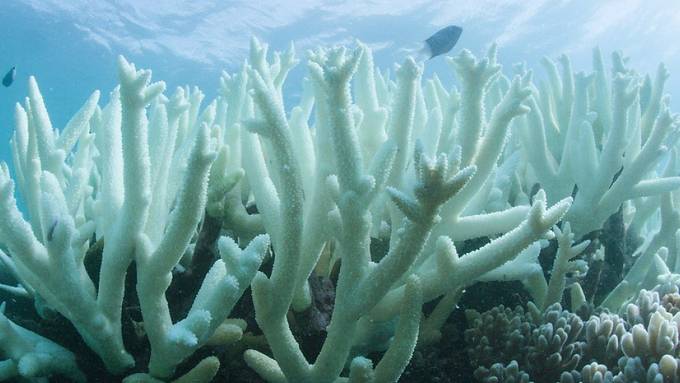 Korallenbleiche am Great Barrier Reef befürchtet