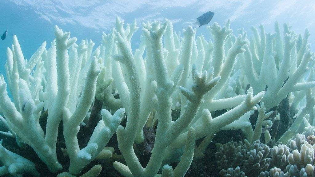 Das Great Barrier Reef ist von immer häufigeren Korallenbleichen bedroht. (Archivbild)