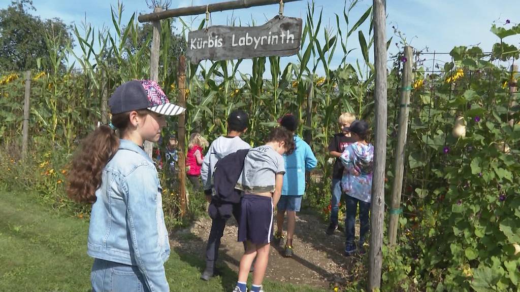 Das Kürbislabyrinth in Lüterkofen führt die Besucher auch diesen Herbst wieder in eine Sackgasse