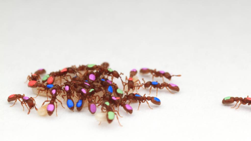 Eine Ameisenforscherin untersucht Mini-Pandemien
