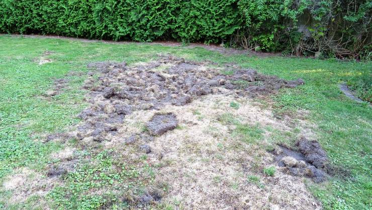 Wildschwein Uber Nacht Zu Besuch Im Giriz Lebern Bucheggberg