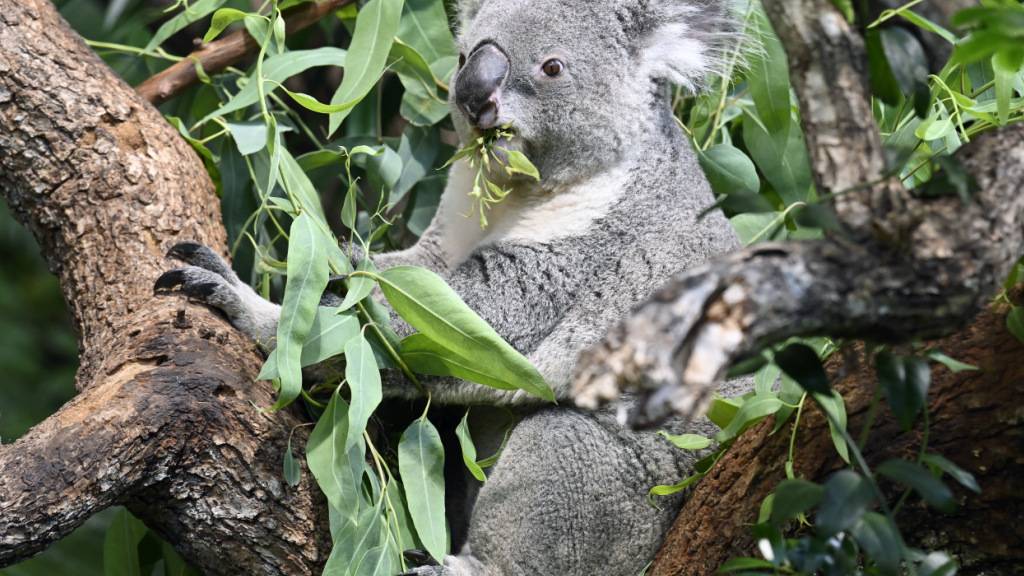 In der Astgabel hängen und Eukalyptus essen: Koalamännchen Tarni nimmt es am Montag im Zoo Zürich gemütlich.