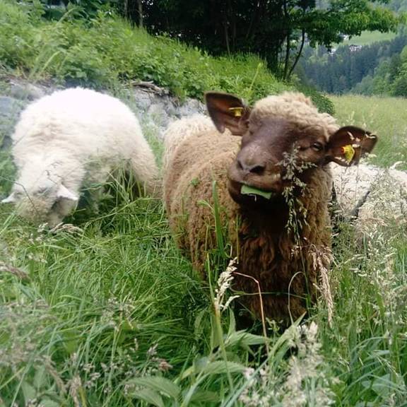 Mittlerweile sind alle vermissten Schafe wieder wohlbehalten bei Claudia Natter. (Bild: Claudia Natter)