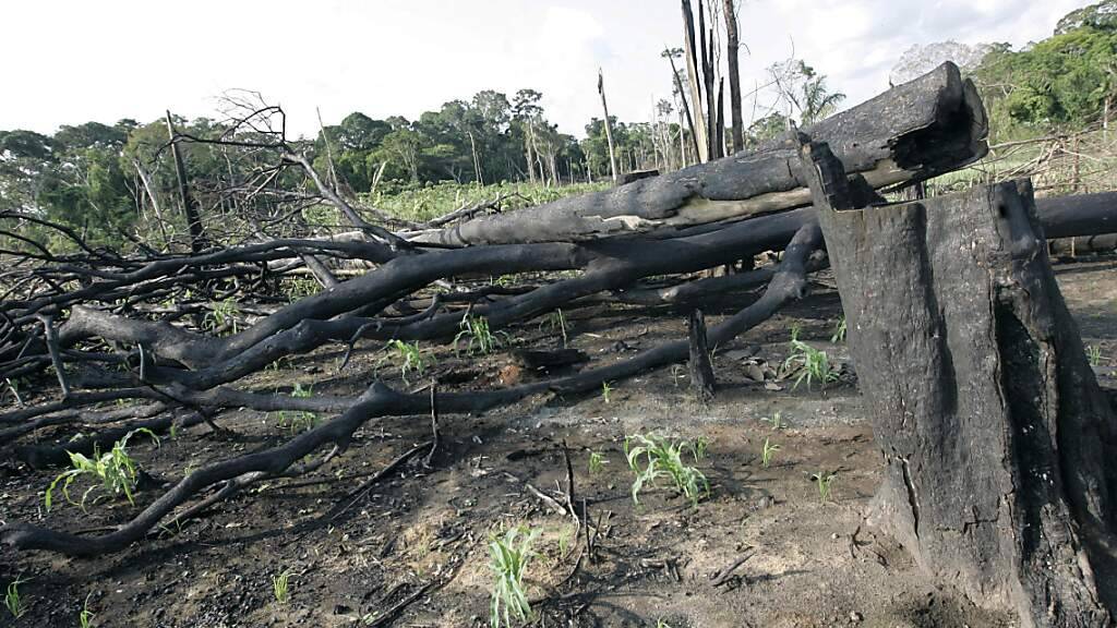 In Brasilien und Kolumbien wurde 2023 deutlich weniger Regenwald abgeholzt als in den Vorjahren - weltweit blieb die Abholzung jedoch fast auf dem gleichen Niveau. (Archivbild)