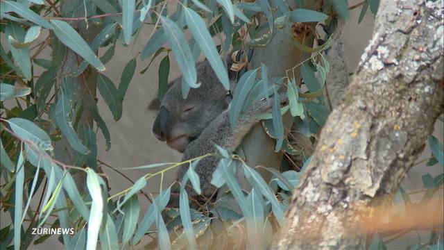 Zoo Zürich: Ansturm auf die neue Australien-Anlage