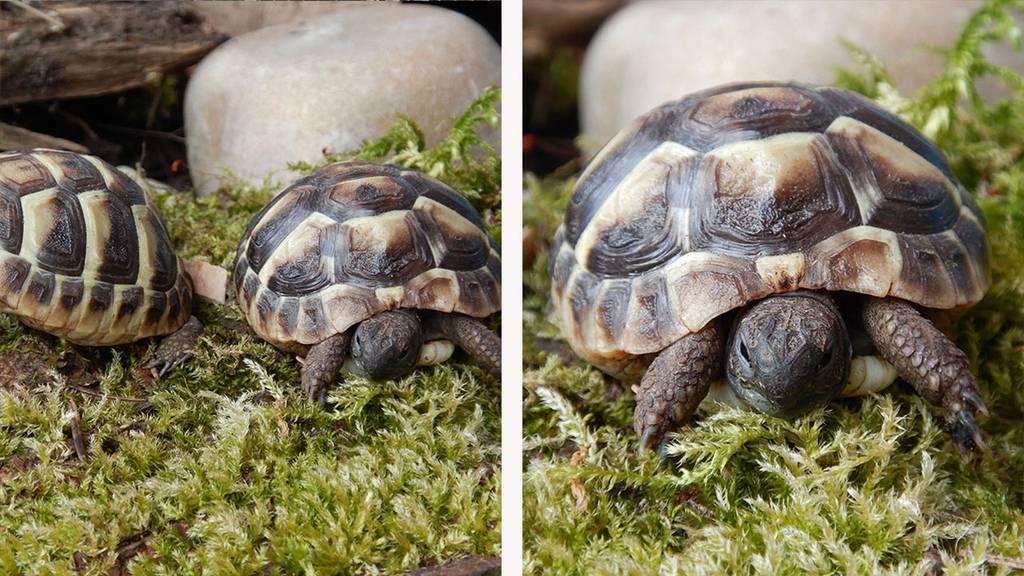 Griechische Landschildkröten