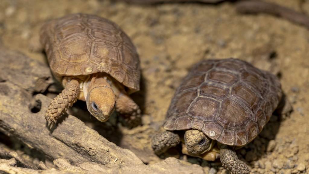 Meso-amerikanische Schildkröten sind in Mexiko geschützt (Symbolbild)