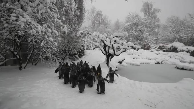 Pinguine geniessen den Schnee im Zoo Zürich