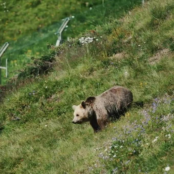 Auf der Suche nach dem etwas anderen Sommerjob? Bärenland Arosa sucht Verstärkung