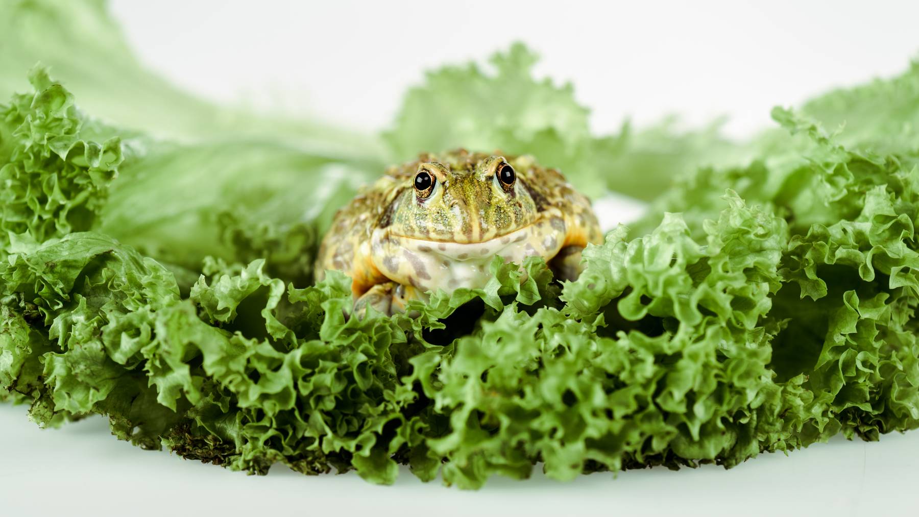 Frosch im Salat