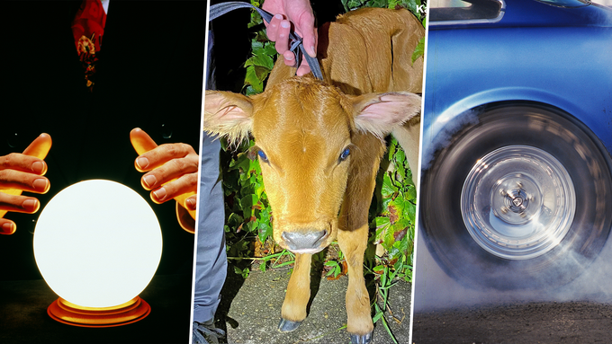 Falsche Hellseher, ausgebüxte Kühe und profillose Autofahrer – kuriose Polizeimeldungen des Jahres