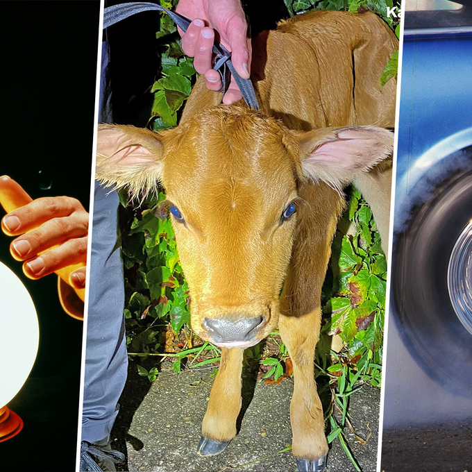 Falsche Hellseher, ausgebüxte Kühe und profillose Autofahrer – kuriose Polizeimeldungen des Jahres
