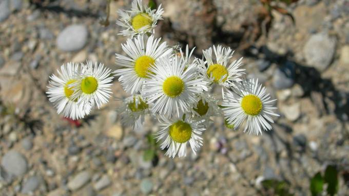 Problempflanze oder Gänseblümchen?