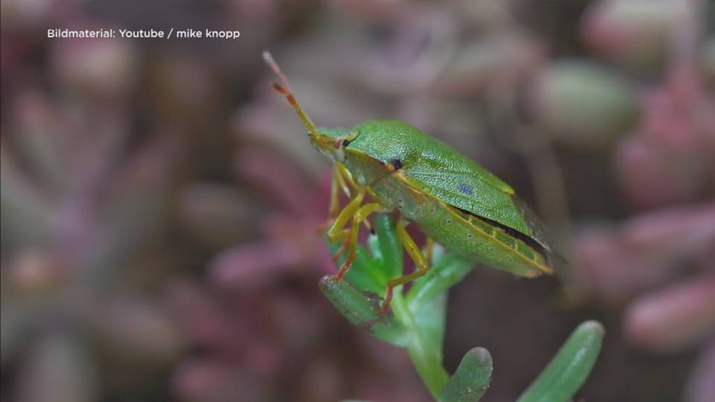 Waldbiodiversität 2030