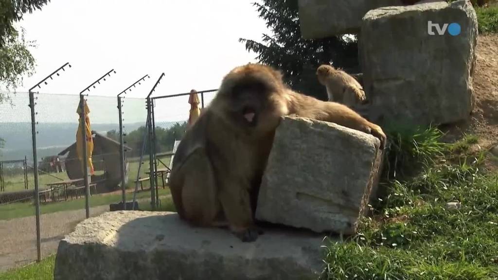 Affenhitze: Rekordwetter macht Mensch und Tier zu schaffen
