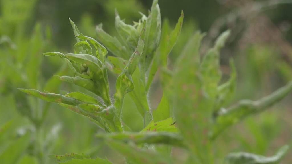 25 Seeländer Gemeinden kämpfen gegen invasive Neophyten