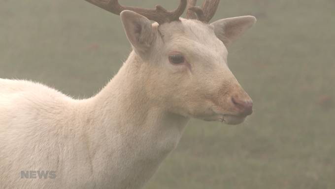 Der weisse Hirsch Fridolin lebt sich ein 