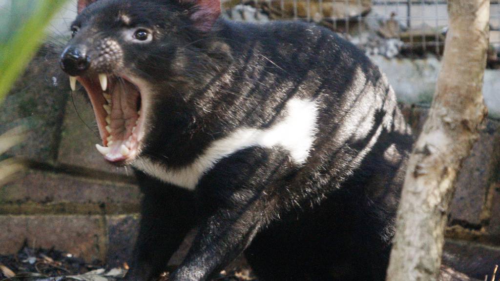 Der Tasmanische Teufel Tex im Taronga Zoo. Neuerdings leben seine Artgenossen nach ihrer Ausrottung wieder wild auf dem australischen Festland. Teuflisch - das heisst aggressiv - sind die Beutelteufel nicht, sie wehren sich nur - das allerdings heftig. (Archivbild)