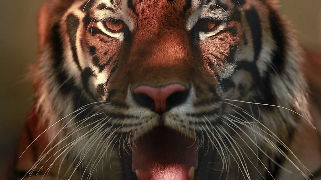 Mehrere Tiger haben in einem chinesischen Safaripark eine Frau getötet. (Symbolbild)