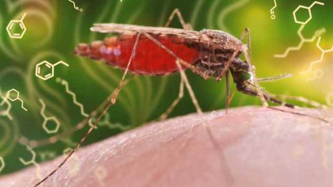 Duftstoffprofile verraten Malaria-Infektionen