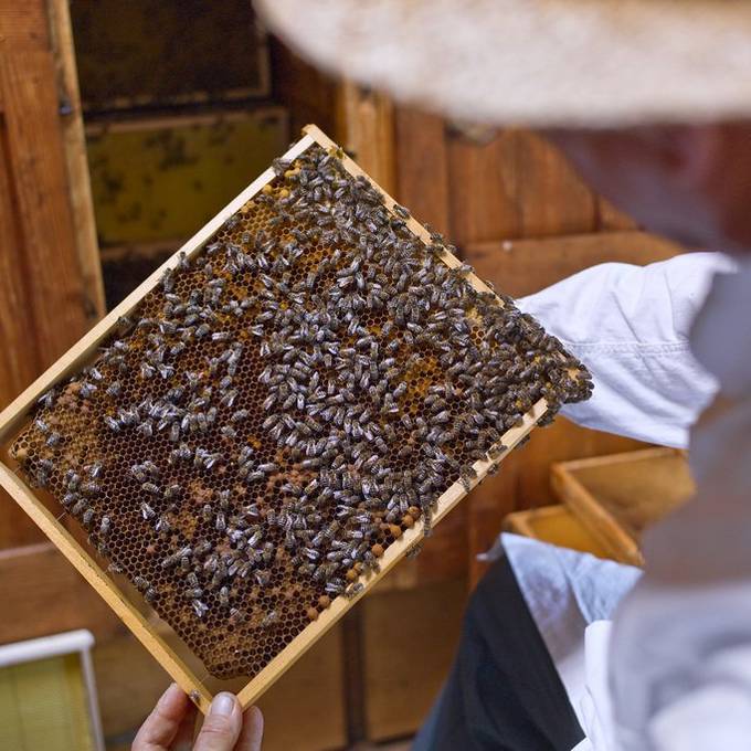 Illegaler Bienenimport bringt Seuchen
