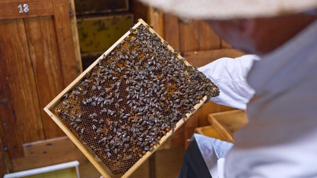 Wer ohne Bewilligung Bienen aus dem Ausland importiert, wird vom Bund geahndet. (Archiv)