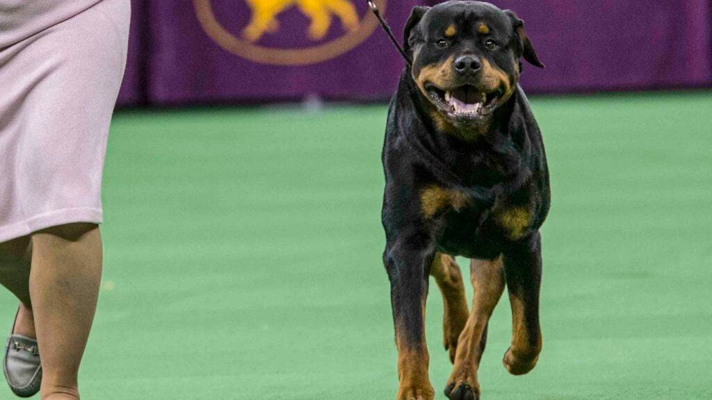 Seit Anfang Jahr dürfen Rottweiler im Kanton Zürich nur noch mit Bewilligung gehalten werden. Erst 55 Halterinnen und Halter haben bisher ein Gesuch gestellt. (Symbolbild)