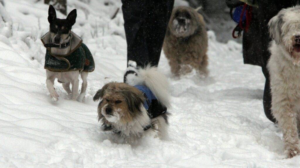 Eine Hundesitterin muss sich am Dienstag vor dem Bezirksgericht Winterthur verantworten. Sie soll drei Hunde, die ihr anvertraut wurden, unzureichend gefüttert haben. (Symbolbild)