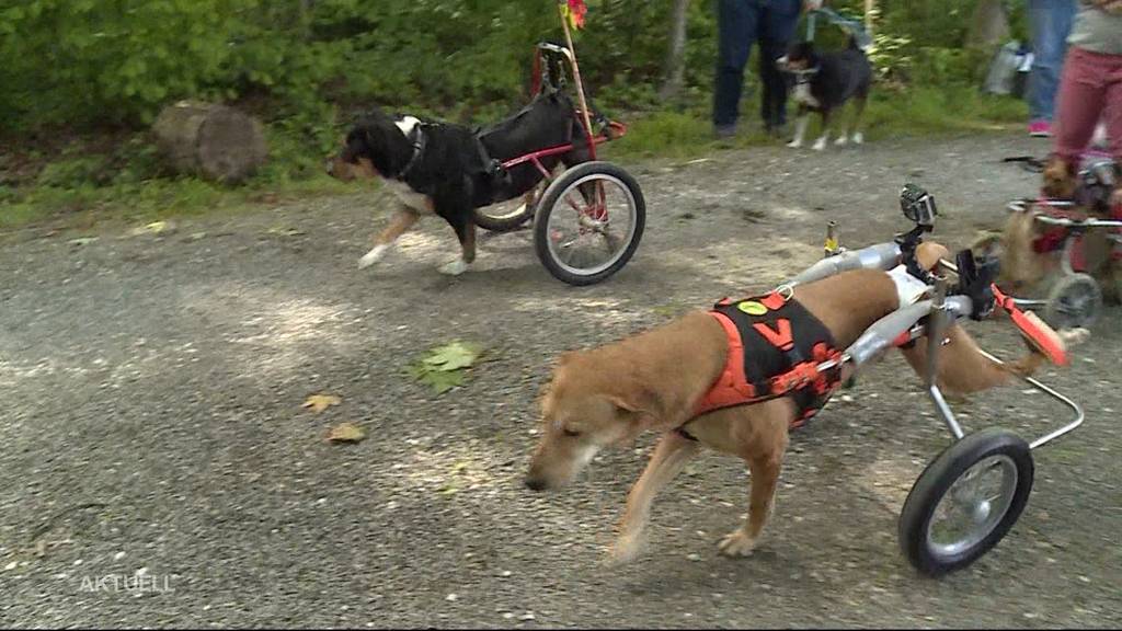 Hunde im Rollstuhl rennen gegen ihr Herrchen