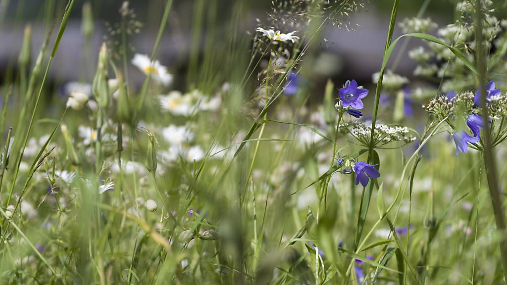 Komitee lanciert Kampagne gegen Biodiversitätsinitiative