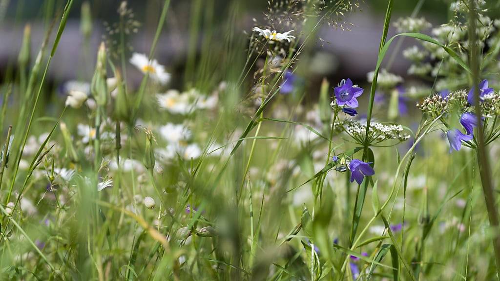 Die Gegner der Biodiversitätsinitiative befinden diese für unnötig und extrem. (Archivbild)