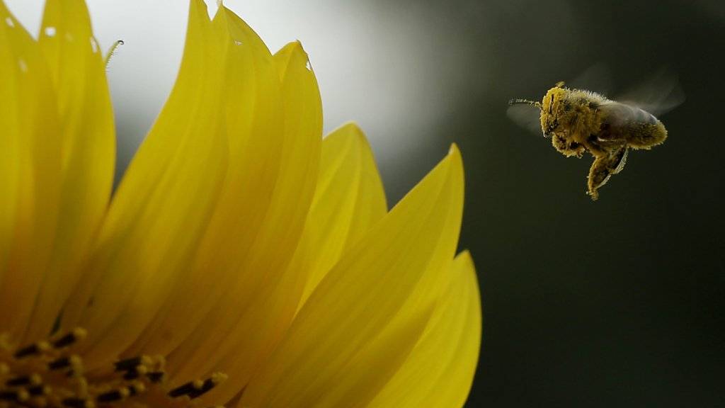 Pflanzenschutzmittel können für Bienen (Symbolbild) tödlich sein. Ein Fall in Liechtenstein beweist das erneut.