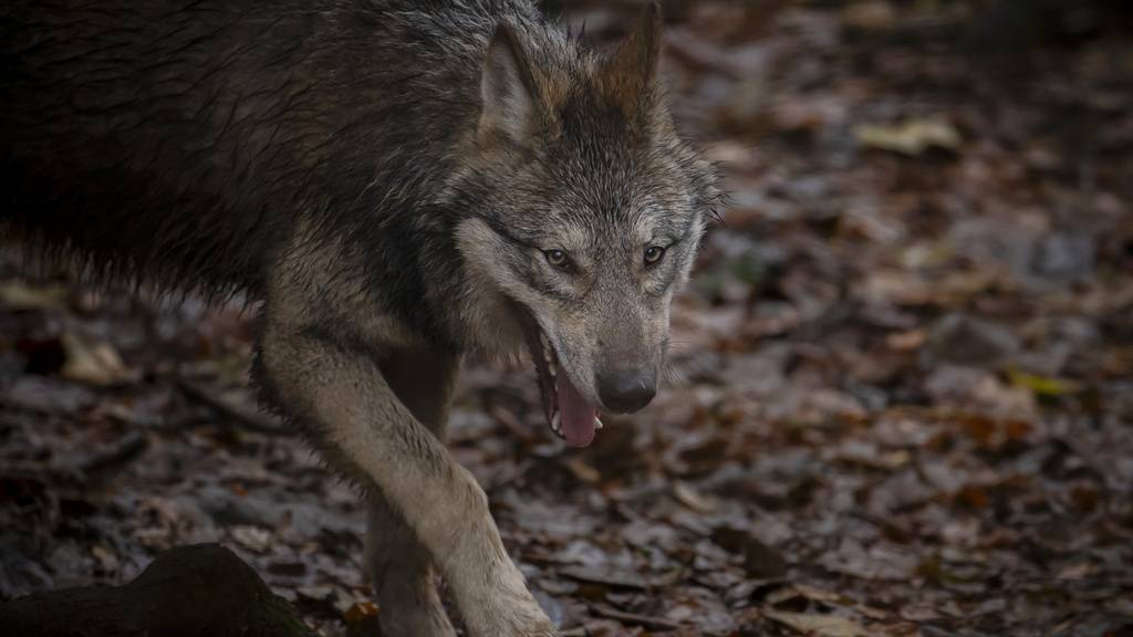 Gnadenfrist für die Wölfe: Vorerst gibt es keine weitere Jagd auf ganze Rudel im Wallis und Graubünden.