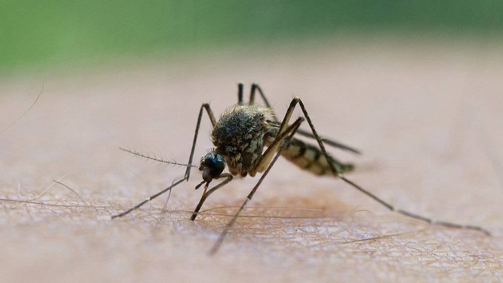 Dieses Jahr gibt es weniger Stechmücken. (Archiv)