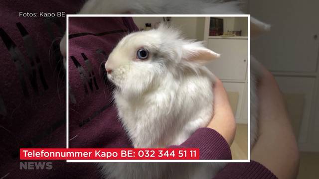 Ausgesetzte Zwergkaninchen: Kapo sucht Zeugen