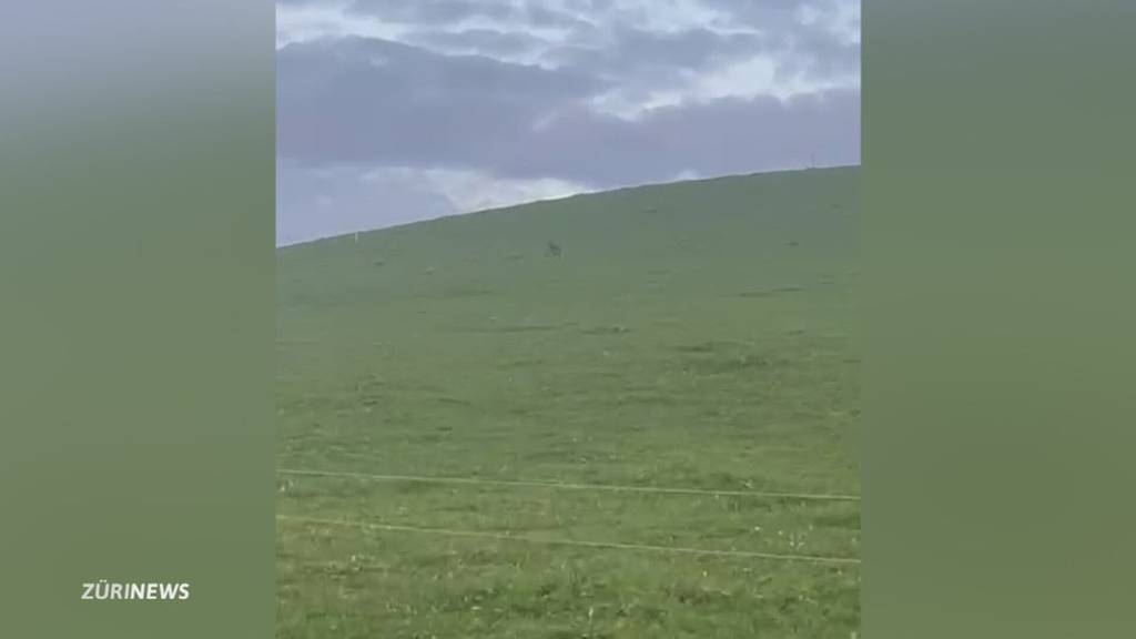 Bauern am Albis haben Angst vor dem Wolf