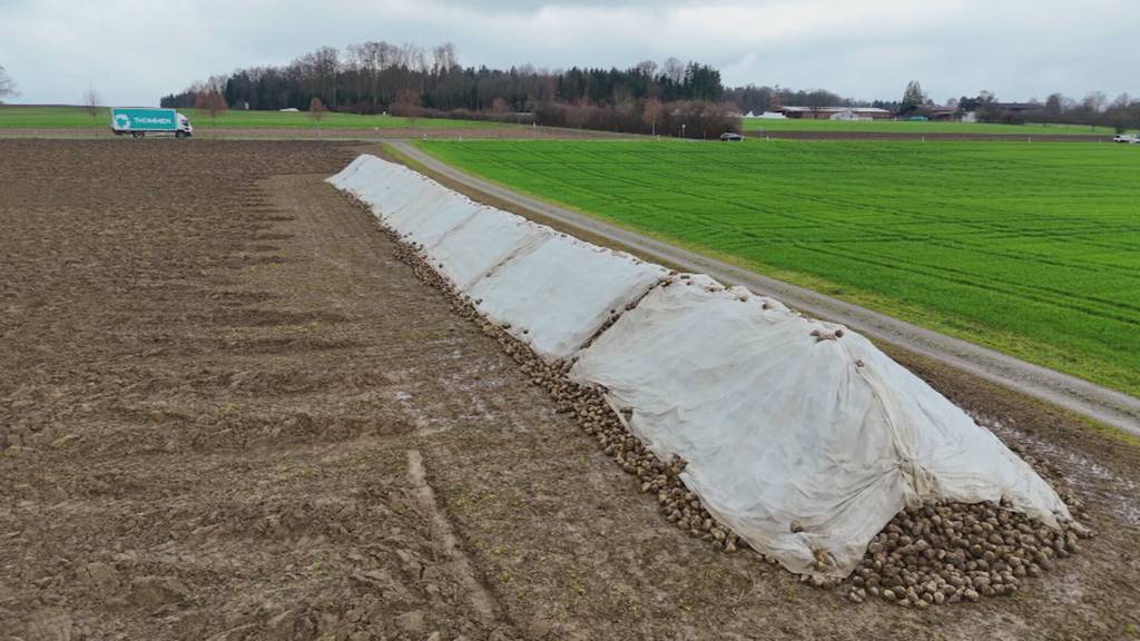 Zuckerfabrik steht still: 400'000 Tonne Ostschweizer Rüben bleiben auf dem Feld