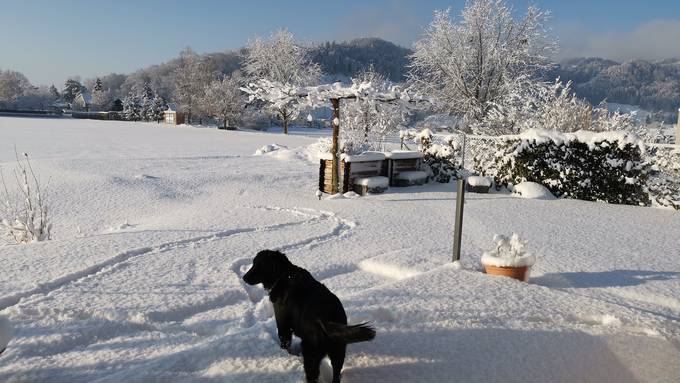 Bis zu 45 Zentimeter Neuschnee