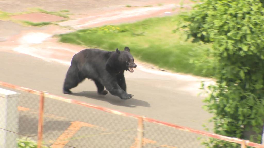 Bär gelingt filmreife Flucht nach Attacke auf vier Menschen in Fukushima