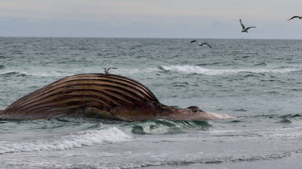 dpatopbilder - Der tote Wal liegt aufgebläht vor der dänischen Insel Anholt. Es handelt sich um den als Timmy bekannten Buckelwal, der Ende März erstmals vor Timmendorfer Strand gestrandet war und rund einen Monat später in die Nordsee transportiert wurde. Foto: Marcus Golejewski/dpa