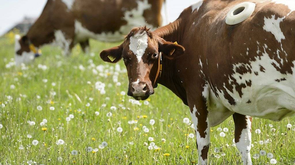 Zwei Kühe grasen im Mai 2014 in der landwirtschaftlichen Forschungsanstalt Agroscope in Posieux (FR). Ihnen wurde ein Zugang zum Pansen gelegt, um die Vorgänge im Magen und im Verdauungssystem von Kühen besser zu erforschen (Archiv).