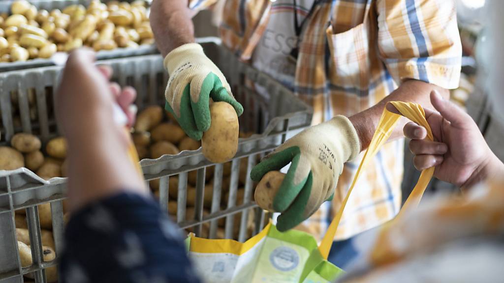 Der Kartoffelanbau in der Schweiz ist in den letzten drei Jahren unter Druck geraten. (Archivbild)