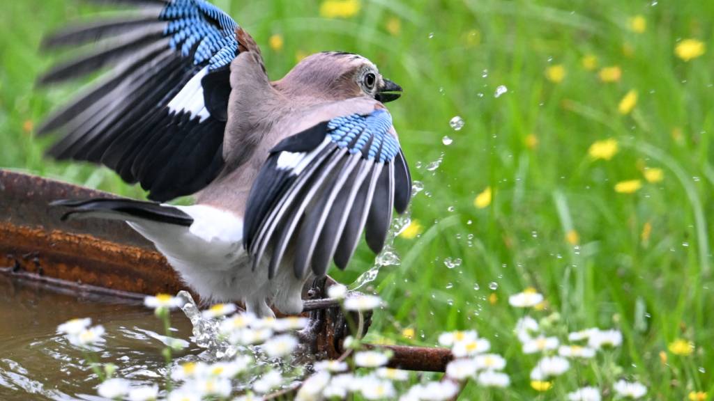 St. Galler Liste mit jagdbaren Vögeln soll überarbeitet werden