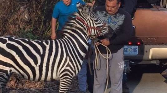 Polizei nimmt die Zebras «in Haft».