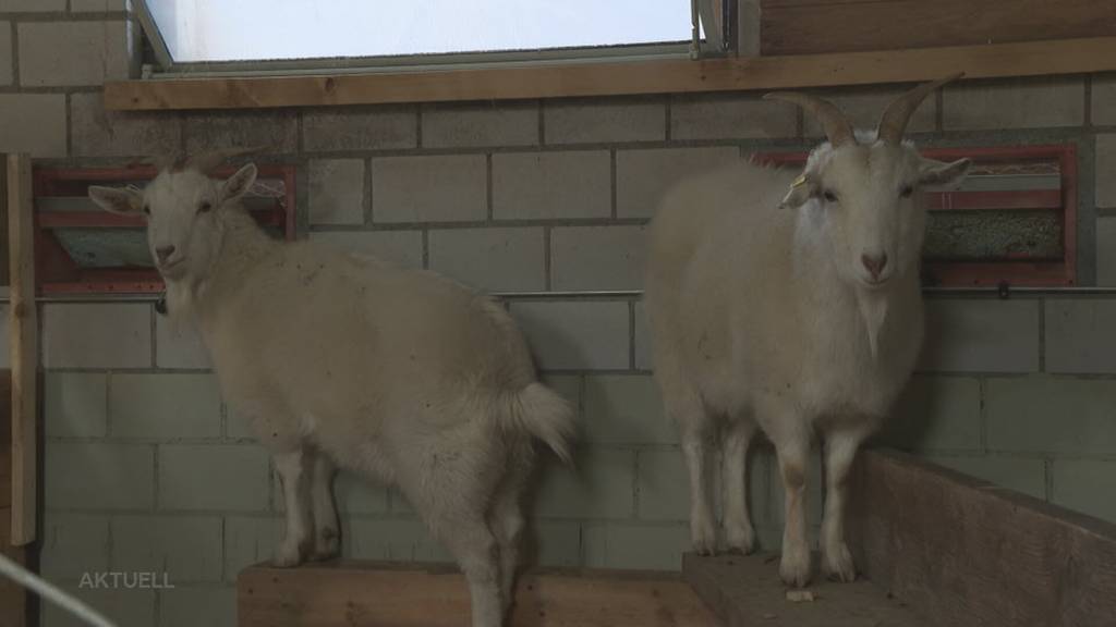 Neues Zuhause: Die Kölliker Geisslein wurden eingefangen